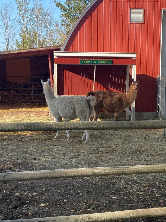 farm animals in front of red barn